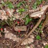 04 Aktion April 25 Feen und Wichtelwald